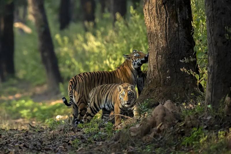 8 Days Tour with Ranthambore